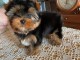 chiots Yorkshire mâle a donner 