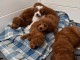 Dons chiot caniche disponible 