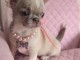chiots chihuahua à vendre adorable 
