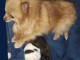 Bébé chiot spitz allemand race pure 