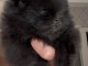 chiots spitz nain adorable 