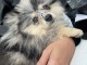 Adoption chiot spitz allemand 