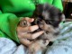 Je vends chiots spitz nain Poméranie 