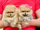 chiots spitz allemand à adopter 