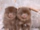 Je donne chiot spitz nain disponible 