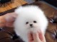 Chiots spitz nain lof mâle à vendre 