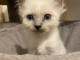 Je donne chaton sacré brimanie 