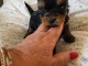 Chiots Yorkshire disponible à adopter 