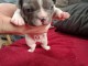 chiot bouledogue français à donner 