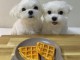 chiots bichon maltais à vendre 