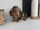chiot teckel nain à adopter 