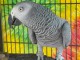 perroquet gris du Gabon disponible 