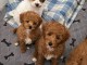 chiots caniche a donner 