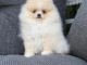 adoption chiot spitz nain disponible 