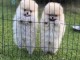 bébé chiot spitz allemand race pure a donner 