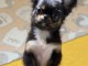 chiots chihuahua à vendre 