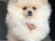 je donne chiot spitz nain 