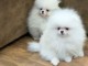 disponible chiot type spitz nain 