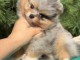 bébé chiot spitz nain lof mâle a vendre 1200€
