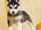 Chiots Husky sibérien disponible 