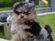 Chiots spitz allemand à adopter 