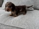 chiot teckel a donner 