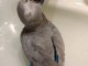 Perroquet gris du Gabon à vendre 