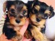 Chiots Yorkshire disponible pour adoption 