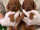 chiots caniche a donner 