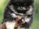 chiots spitz nain disponible 