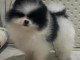 Chiots spitz nain Poméranie disponibles 