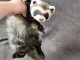 Furet a donner contre bon soin 