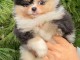 Chiots spitz nain disponible 