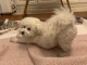 chiots bichon maltais à adopter 