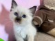 Chaton sacré brimanie a donner 