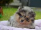 Chiots spitz nain disponible 