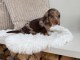 Chiots Teckel Nain à adopter 