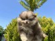 Adoption chiot spitz nain disponible 
