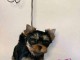 chiots Yorkshire disponible pour adoption 