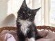 Chaton Maine coon à donner 