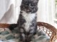 Bébé chaton Maine coon adorable 