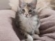Bébé chaton Maine coon disponible 