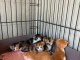 Bébé chaton dispo pour adoption 