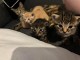 À donner chatons disponible 
