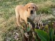 Chiots type labrador retriever a donner 