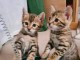 Bébé chaton Bengal pour adoption 