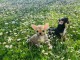 Chiot chihuahua femelle a donner 