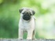 Bébé chiot carlin disponible 