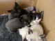 Adorable chaton siamois LOOF a donner 