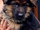 chiots berger allemand lof à donner 